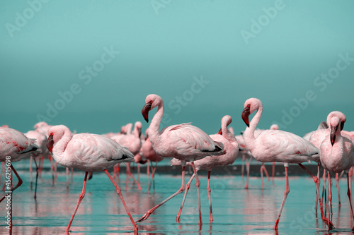 Wild african life.  Flock of pink african flamingos  walking around the blue lagoon on the background of bright sky © Yuliia Lakeienko