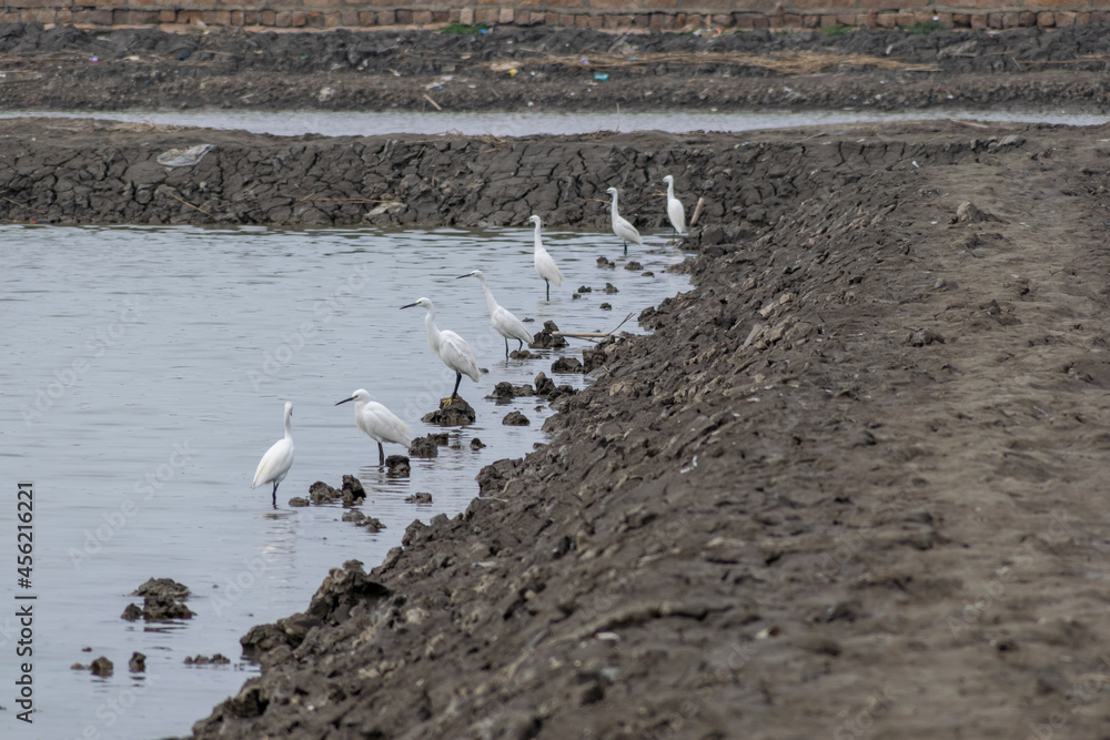 Fototapeta premium Egrets rest on the black beach