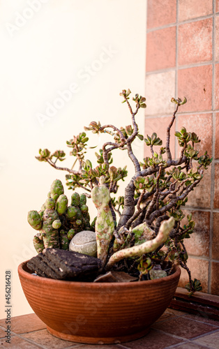 Maceta cactus pequeña 
