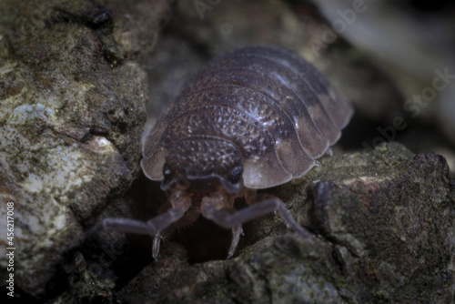 A woodlouse negotiates the rough terrain of bark on a fallen tree.