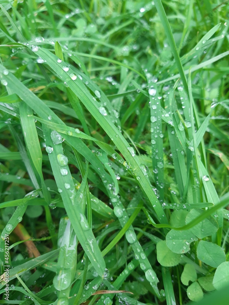 Grass with drops of fresh morning dew, deep green. Summer morning in nature. The photo was taken qualitatively for decor and design. Grass with drops of fresh morning dew, deep green. Summer morning in nature. The photo was taken qualitatively for decor and design.