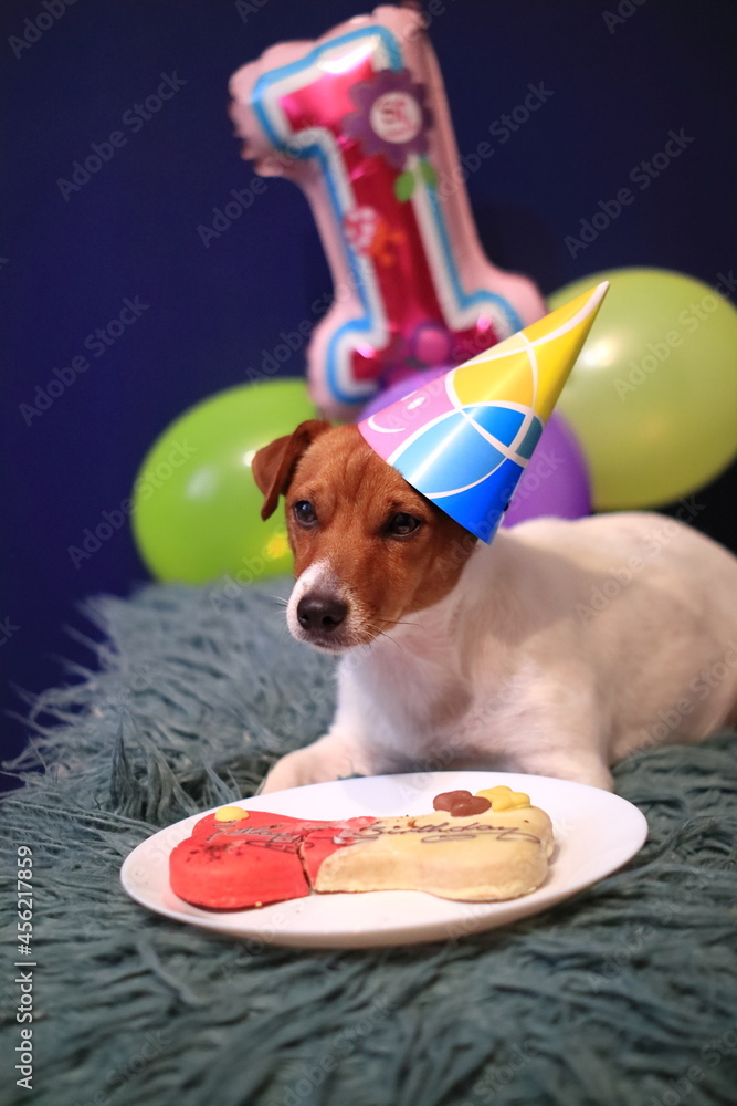 Pies, urodziny, imieniny. - obrazy, fototapety, plakaty 