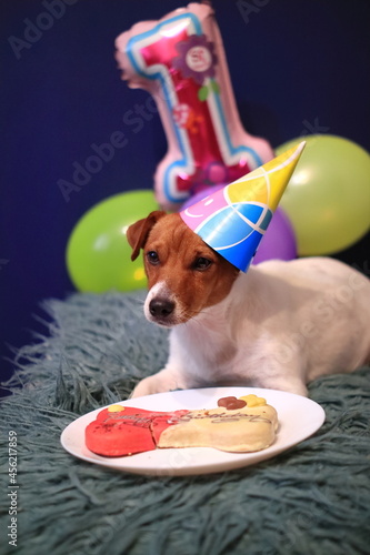 Pies, urodziny, imieniny.