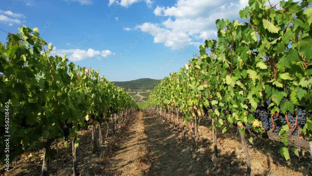 Flight between the rows of vineyards in Italy in the Chianti Classico area. Rows of Italian vineyards. Red grapes on rows of vineyards, Tuscany. Italy. Flight between the rows of vineyards in Italy in the Chianti Classico area. Rows of Italian vineyards. Red grapes on rows of vineyards, Tuscany. Italy.