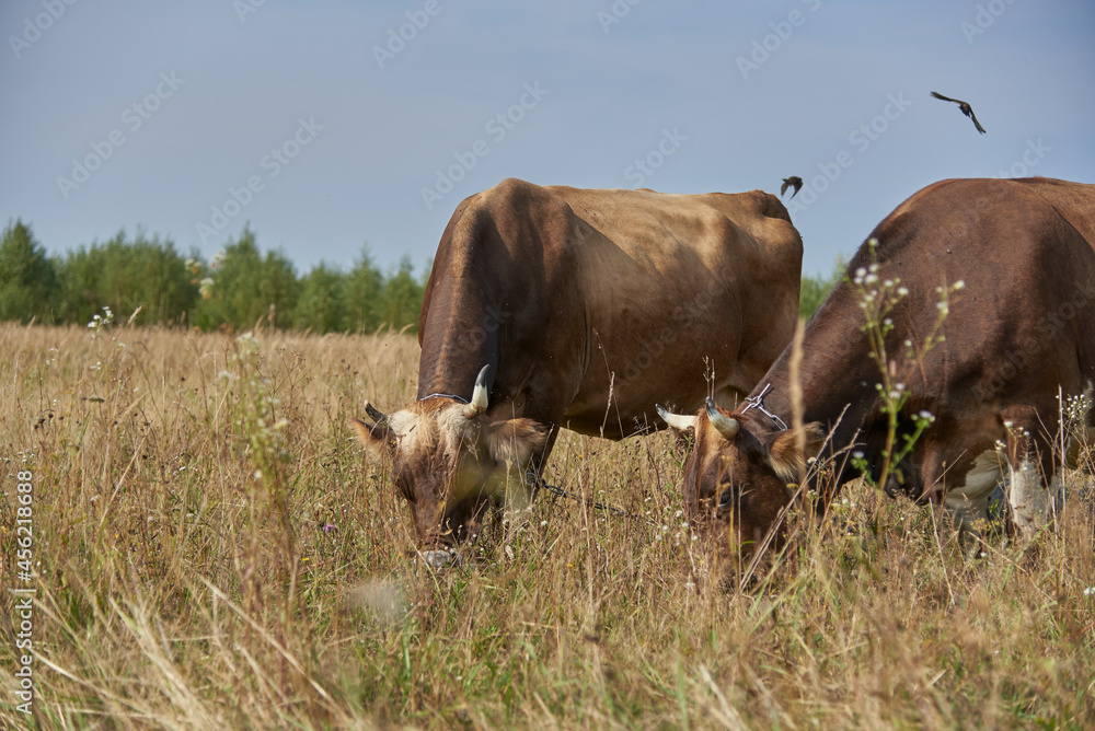 Two brown cows graze side by side in a meadow .