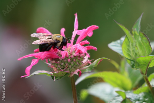 Profile of an eastern carpenter bee on a beebalm flower in summertime in New York