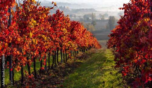 Vineyard in autumn, Italy. Rows with red leaves in the light at sunrise.