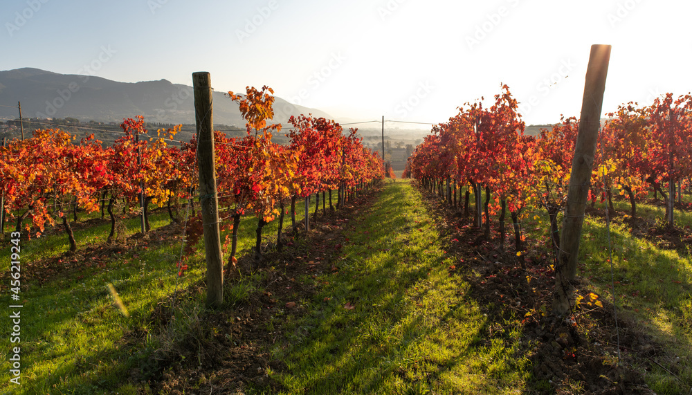 Vineyard in autumn, Italy. Rows with red leaves in the light at sunrise.