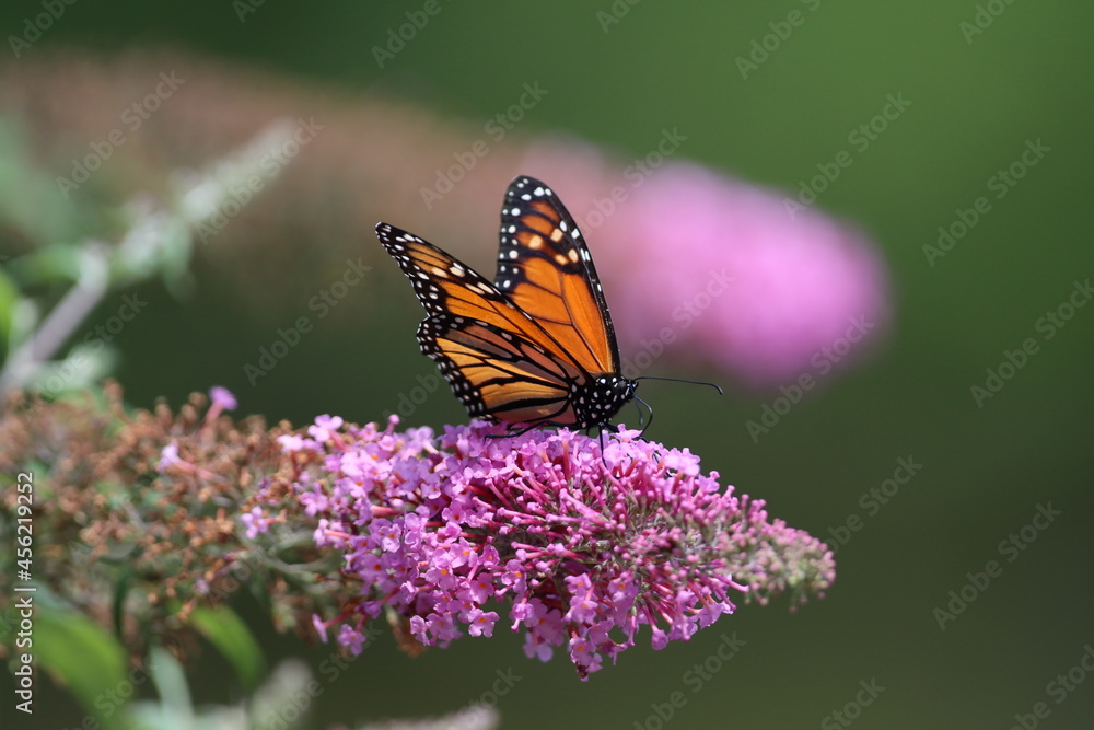 A monarch butterfly feeding on a butterfly bush A monarch butterfly feeding on a butterfly bush