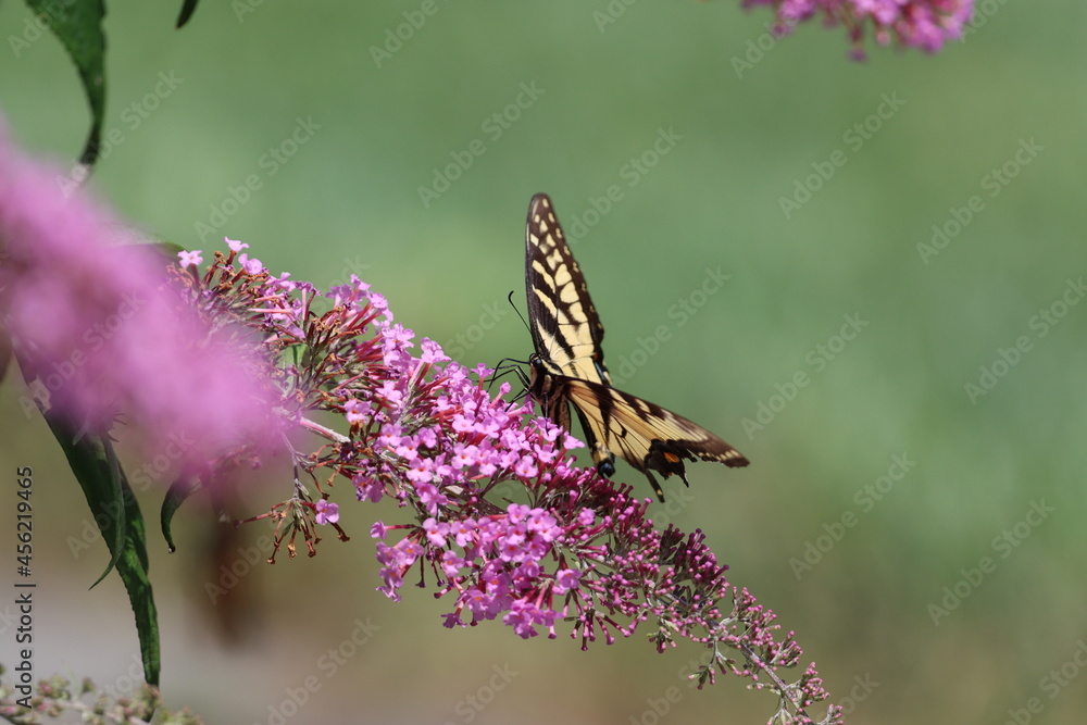 An eastern tiger swallowtail butterfly feeding on a butterfly bush in New York
