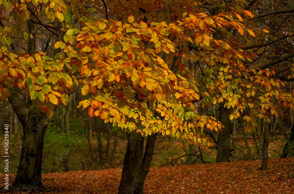 Naklejka premium Autumn mood in good weather in the park. Yellow leaves, trees. Walk in September