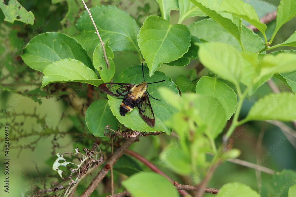A clearwing moth resting on bittersweet leaves