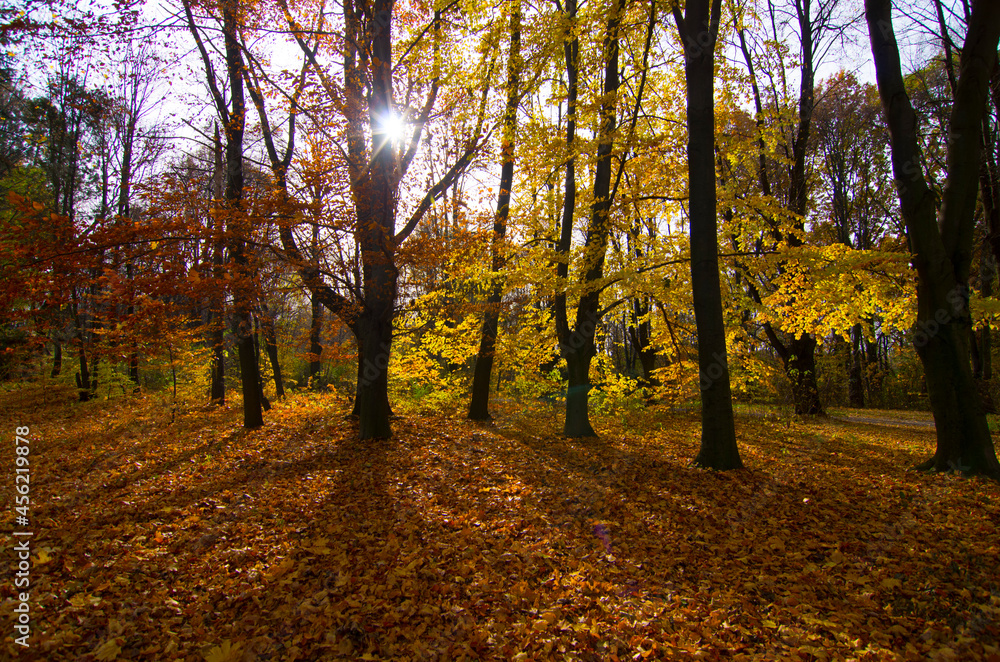 Fototapeta premium Autumn mood in good weather in the park. Yellow leaves, trees. Walk in September