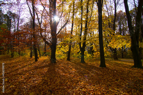 Autumn mood in good weather in the park. Yellow leaves, trees. Walk in September