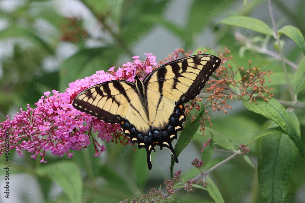An eastern tiger swallowtail butterfly on butterfly bush flowers An eastern tiger swallowtail butterfly on butterfly bush flowers