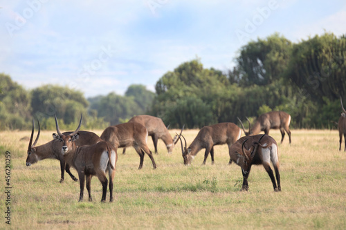 Water buck antelope in its natural african habitat © Pedro Bigeriego