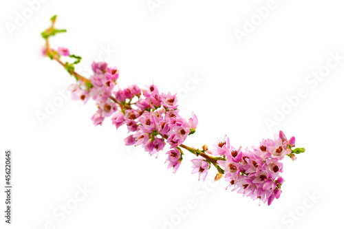 Branch of blooming purple heather Isolated on white background. Bright pink heather isolated on white background.