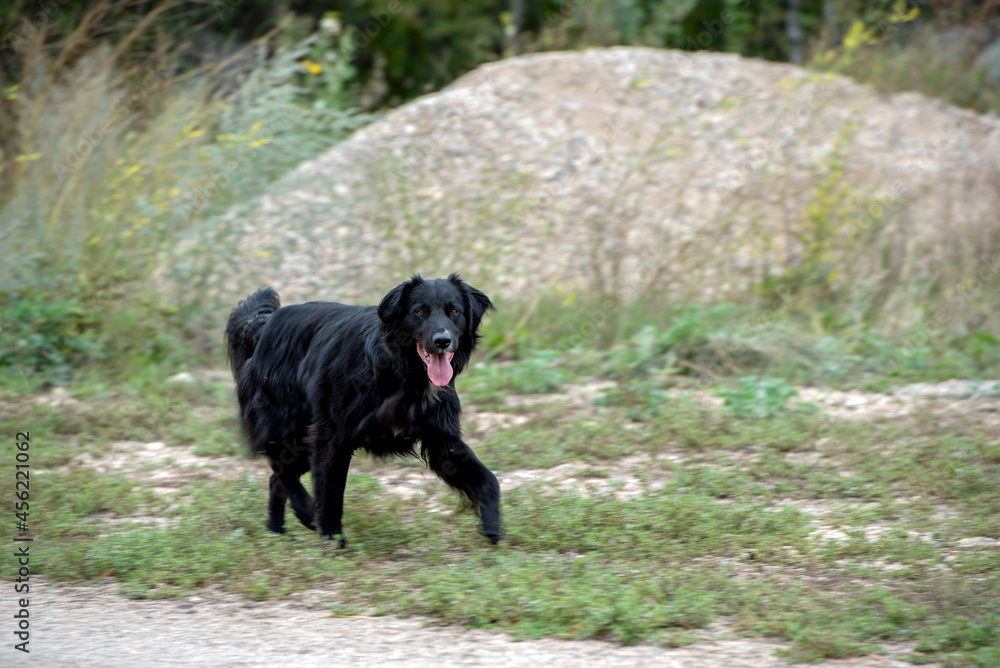 A black dog in the country runs free.