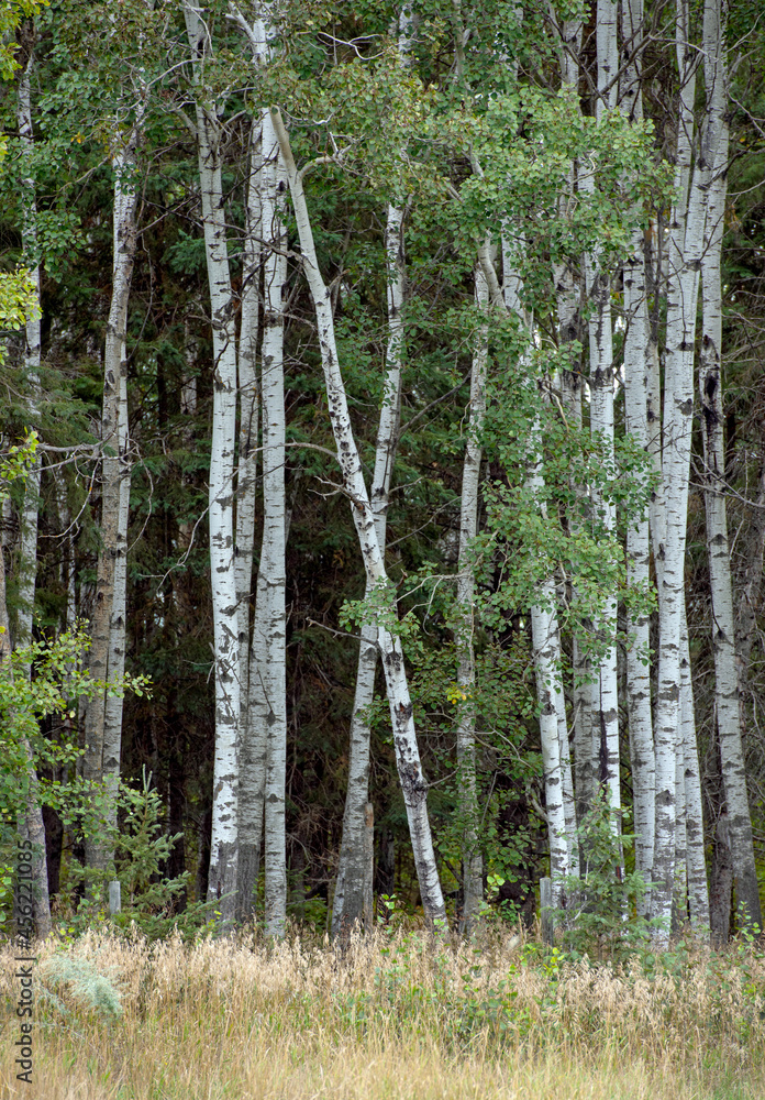Fototapeta premium Birch trees on the outer edge of the forest with a grass meadow in the foreground.