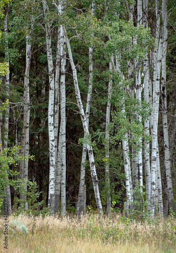 Fototapeta Naklejka Na Ścianę i Meble -  Birch trees on the outer edge of the forest with a grass meadow in the foreground.