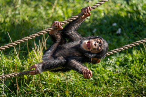West African baby chimpanzee (Pan troglodytes verus) playing with a rope. Blurred background. photo