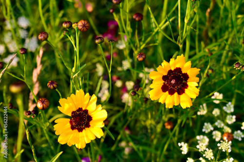 Two tickseeds on the flowerbed in autumn  England  UK