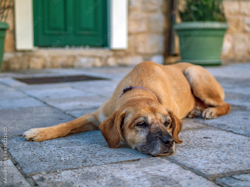 Light brown dog lies on the stone floor.