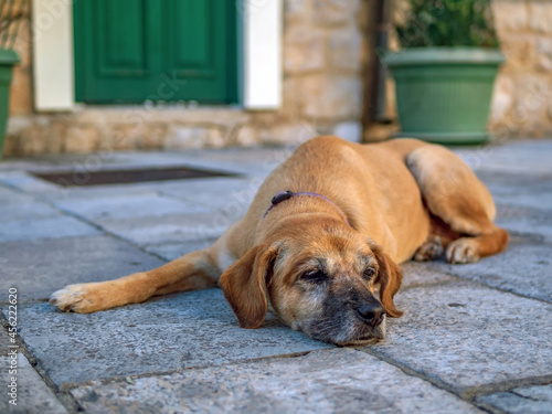 Light brown dog lies on the stone floor.