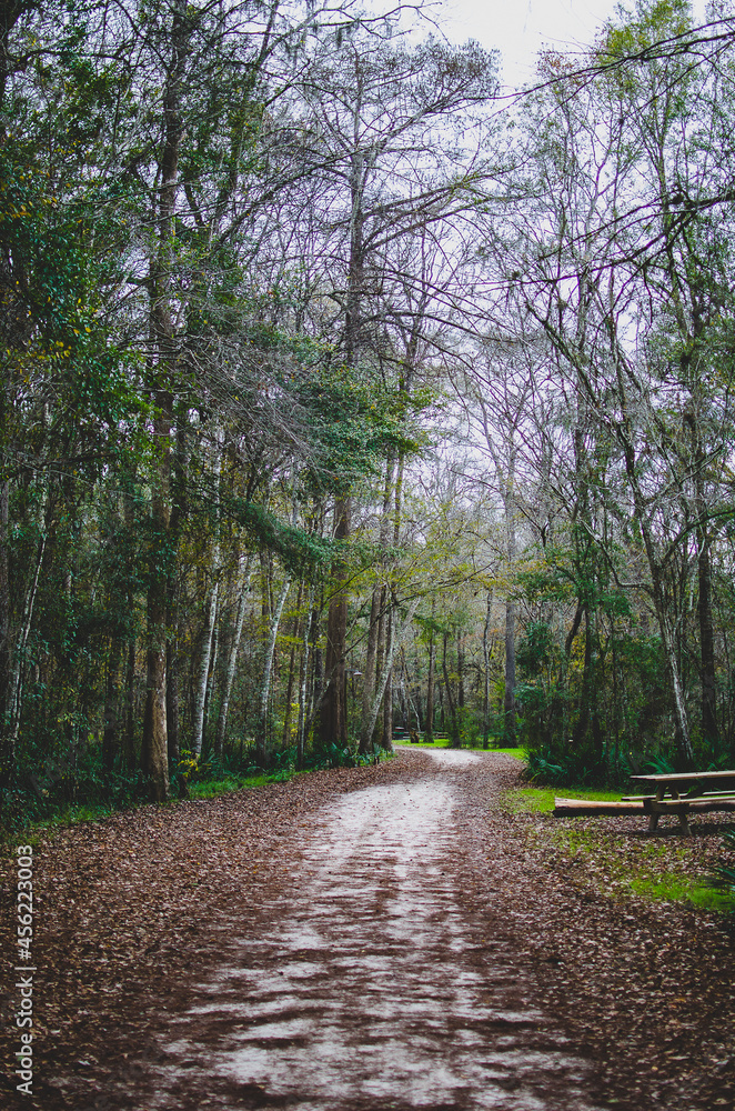 Obraz premium Autumn in the park