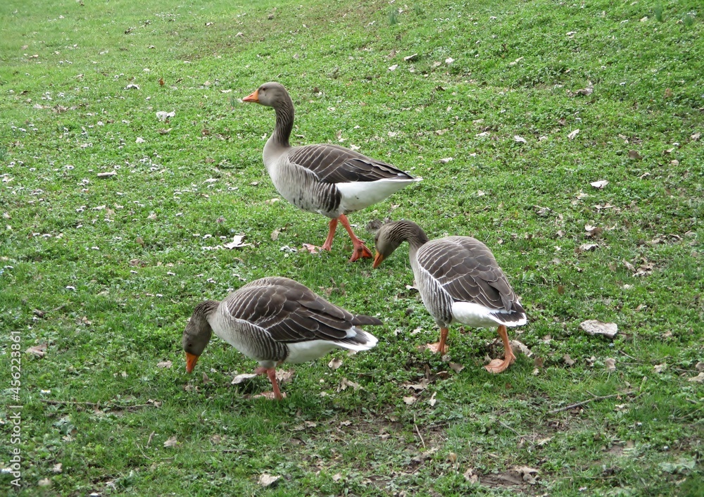 Three greylag geese (Anser anser) feeding in the grass. - obrazy, fototapety, plakaty 