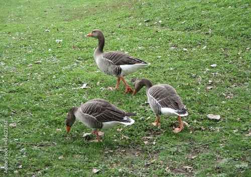 Three greylag geese (Anser anser) feeding in the grass.