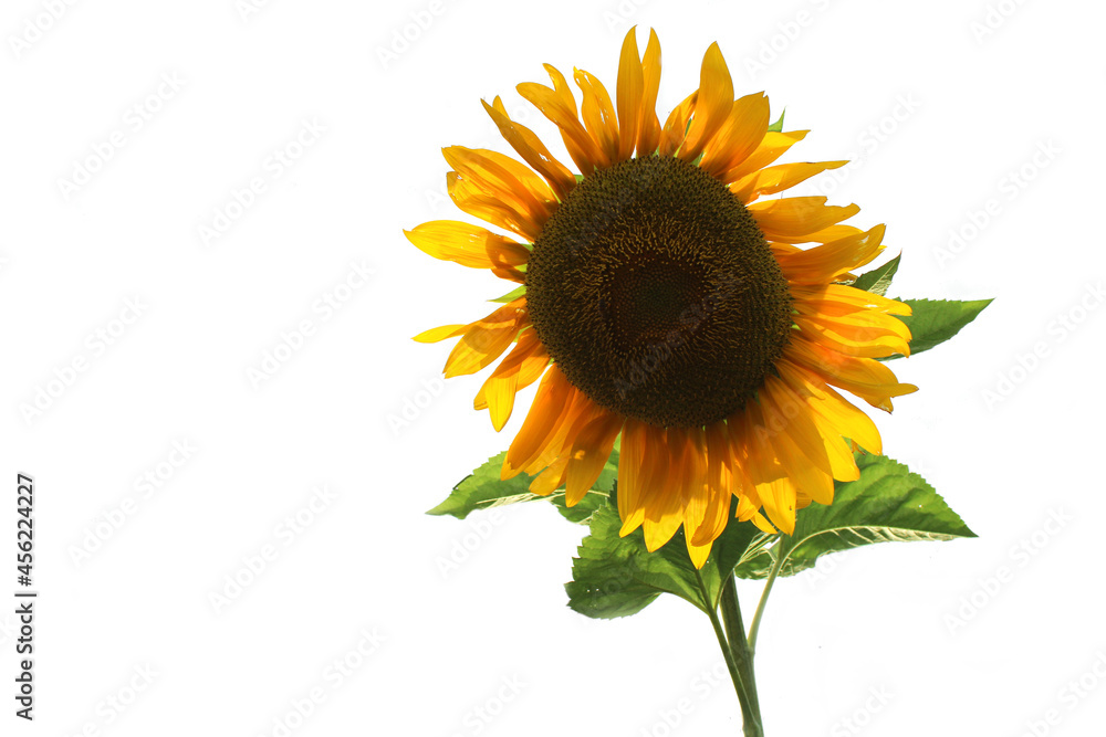 Obraz premium sunflower isolated on white background