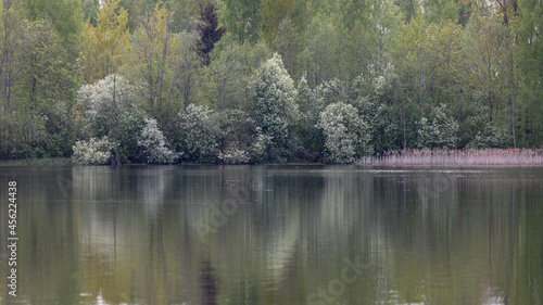 spring forest reflection in calm pond or lake water, april evening beautiful dim pale light, blooming white bird cherry trees