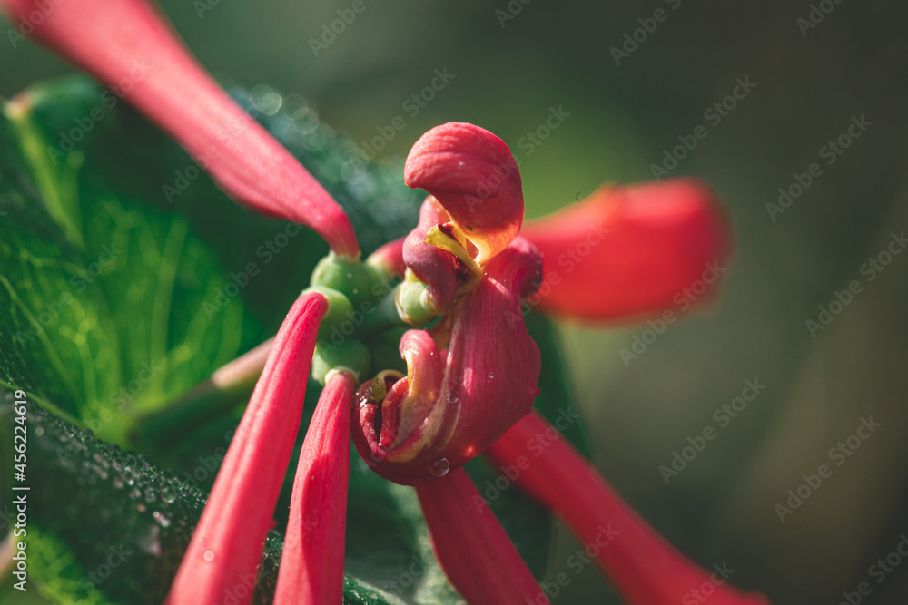 Pink Honeysuckle buds and flowers. Lonicera Etrusca Santi caprifolium, woodbine in bloom