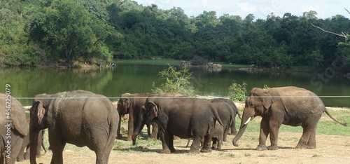 Photography Herd of Asian elephants at a lake in Bannerghatta National Park in Bengaluru in