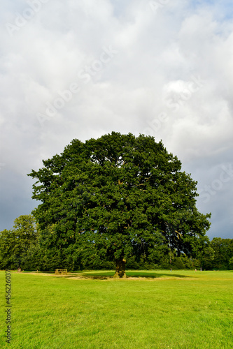 A massive oak tree in the field with children playing in the background, Coventry, England, UK	
