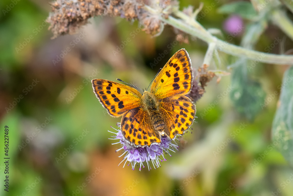 Lycaenidae / Orman Bakırı / / Lycaena virgaureae Lycaenidae / Orman Bakırı / / Lycaena virgaureae