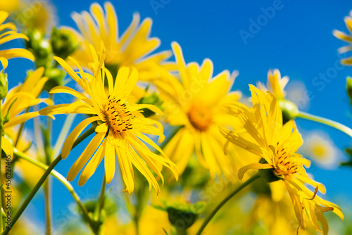 Wiesenbocksbart - Gelbe Blumenwiese