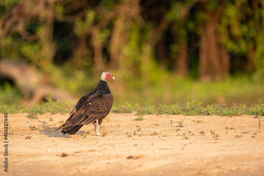 The turkey vulture (Cathartes aura) The turkey vulture (Cathartes aura)