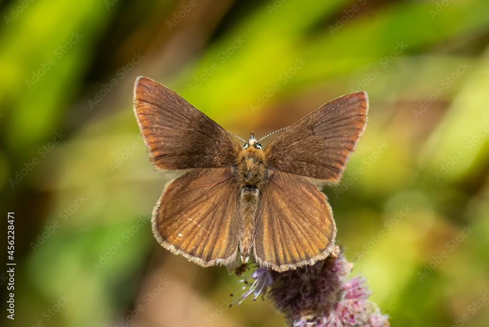 Fototapeta premium Lycaenidae / Ripart`ın Anormal Çokgözlüsü / / Polyommatus ripartii