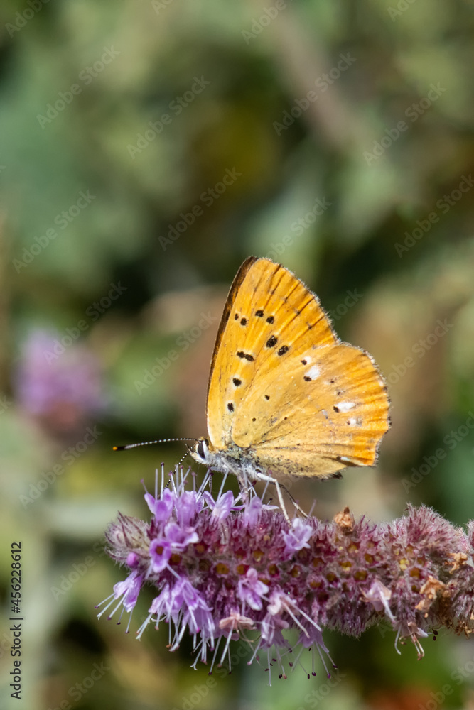 Lycaenidae / Orman Bakırı / / Lycaena virgaureae Lycaenidae / Orman Bakırı / / Lycaena virgaureae