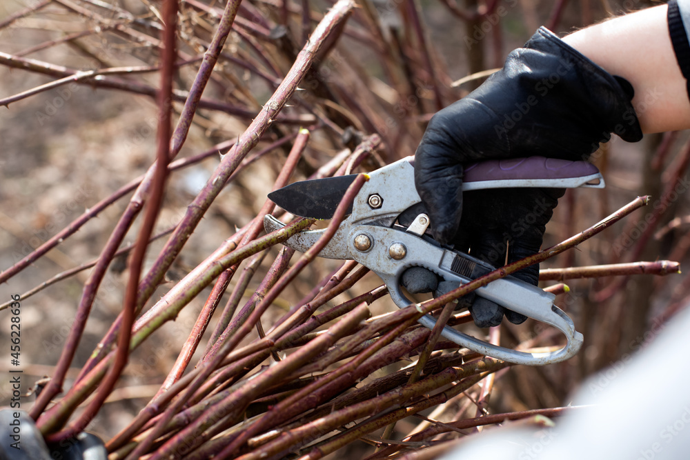 Person hands in protective gloves using gardening shears to pruning thorny bush. Person hands in protective gloves using gardening shears to pruning thorny bush.