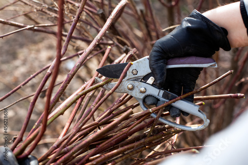 Person hands in protective gloves using gardening shears to pruning thorny bush.