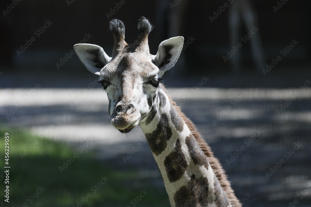 Giraffe Kopf