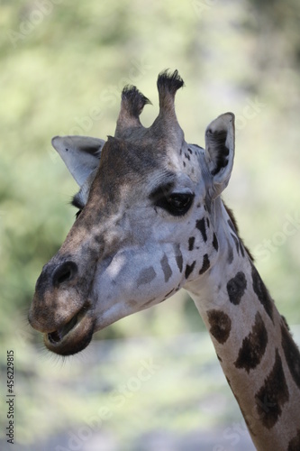 Giraffe Kopf