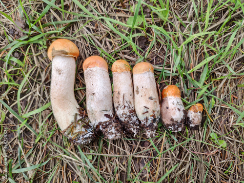 Small Red-capped scaber stalk (Leccinum aurantiacum) mushrooms sorted by size on the ground