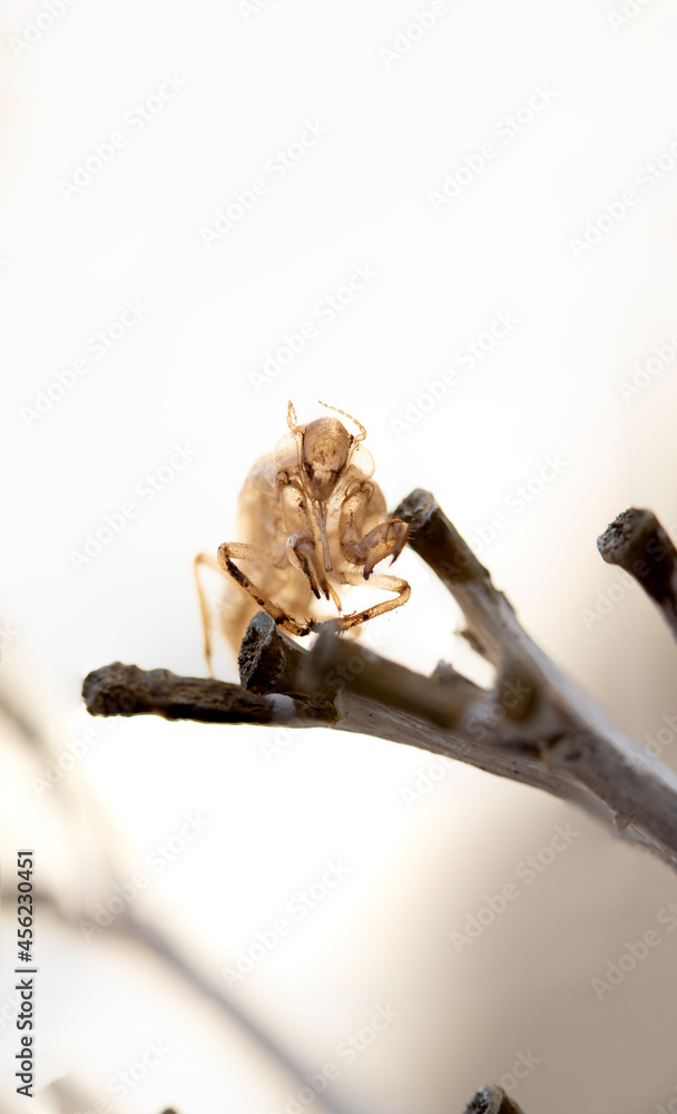 Cicada skin after a change of body wrap that is exposed in the nature of the forest