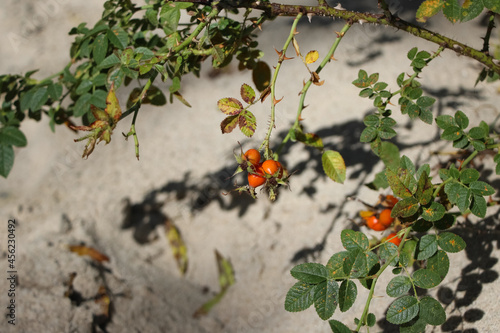 A branch of a wild hawthorn bush with berries growing on a sand dune on the Baltic Sea