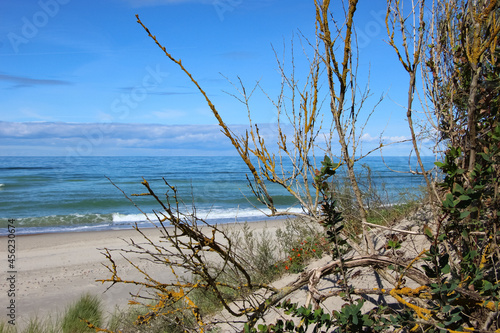 Branches of wild cherry trees and bushes on a sand dune of the Baltic Sea