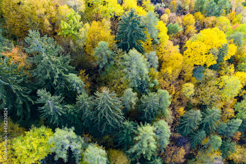 forest in autumnal guise, aerial view